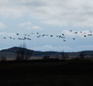 Grullas en la Laguna de Gallocanta